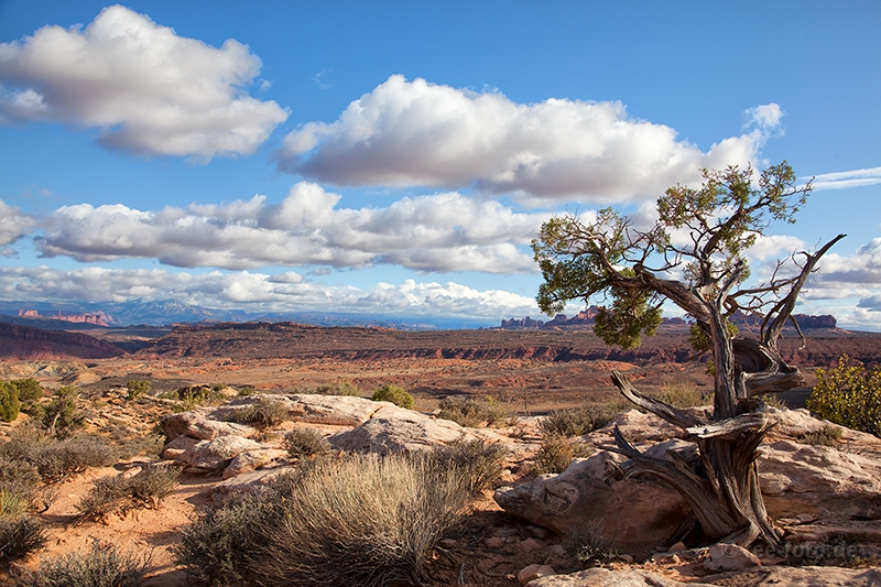 Blick über den Arches NP